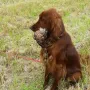 Tango mit Entenapport