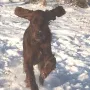 Toffy, der fliegende Holländer
