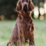 Schön ist er geworden der Bub