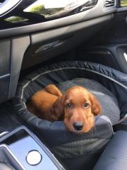 Tommie Chamie auf der Fahrt ins neue Zuhause nach München Gerrit