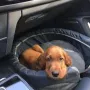 Tommie Jamie liebt Auto fahren