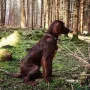 Tommie Jamie mach Pause beim Spaziergang