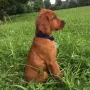 Thiago Anteron im Juli 2016