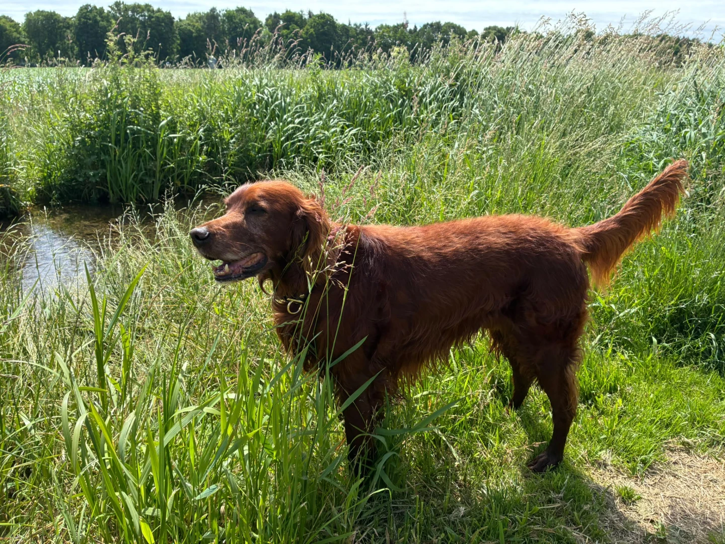 Turlough Copper 10 Jahre jung