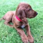 Turlough Copper "Terry" ist zu Meg, Hartmut und Patrick nach 85576 Neubiberg gezogen und startet mit Patrick in die Ausbildung