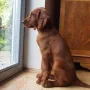 Terry beobachtet den Garten, so interessant