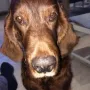 Zeno ist nun 9 1/2 Jahre