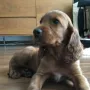 Thiago ist zu Familie Stan nach Bockhorn gezogen und mischt dort die Familie auf