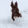 Thiago im WInter 2018
