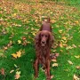 Thiago im Herbst 2019