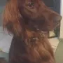 Tscharly Tinto 