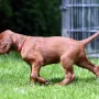 TOP "Una" bleibt bei den Gebirgsjägern und verstärkt in Aurach das Rudel