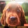 TOP "Una" als Titelbild Tiere 2017 von unserem Tierarzt Pohl