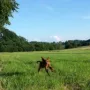 Taiga mit fliegenden Ohren
