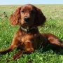 Taiga genießt den Sommer 2016