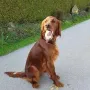 Taiga im Alter von einem Jahr