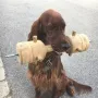 Taiga fleißig am üben zur Prüfung