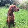 Taiga mit bestandener Brauchbarkeitsprüfung, 18 Monate... BRAVO