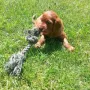 UNO Danny Ray knappe 5 Wochen alt