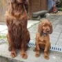 Papa Ryan-Ray und Sohn UNO Danny Ray