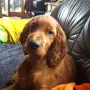 UNO Danny Ray..auch auf der Couch ist es schön