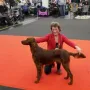 UNO Danny Ray an der CACIB Nürnberg 2017 mit VV1 in der Jüngstenklasse