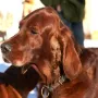 Zarah zu Besuch bei den Gebirgsjägern im Dezember 2013