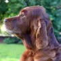 Zarah ist nun 11 Jahre alt und fit