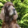 Zarah 13 Jahre