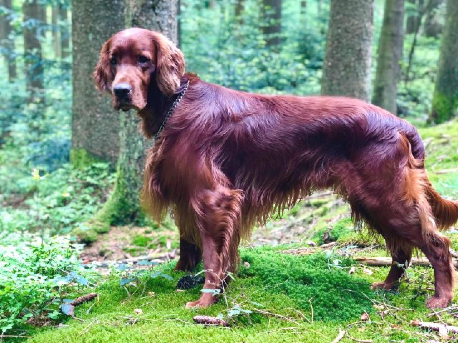 Vinz Louis vom Gebirgsjägerhof - Irisch Red Setter vom Gebirgsjägerhof