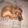 Valentin Rusty ist weit gereist, nach Crimmitschau und macht dort Familie Rüger glücklich.
