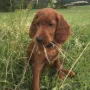 Valentin Rusty pflückt für die Züchterin einen Blumenstrauß
