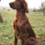 VIP Jenna uneingeschränkt zuchttauglich
