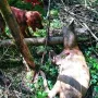 Vida Lora macht Bekanntschaft mit einem Bock