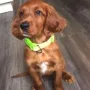 Viva Inka ist auch weit gezogen, zu Jaqueline und Thomas nach Thale