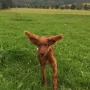 Viva Inka immer auf Achse