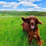 Viva Inka jubelt nach bestandener Brauchbarkeitsprüfung