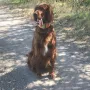 Viva Inka geht fleißig mit Herrchen zur Jagd