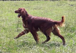Vanny Rose gewinnt in München Daglfing die Jugendklasse und wird bester Jundhund