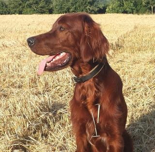 Wesley im heissen Sommer 2018