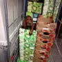 Wesley im neuen Zuhause bei Christiane und Wolfgang