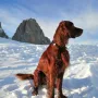 Wesley in den Dolomiten