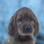 Winston vom Gebirgsjägerhof