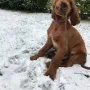 Winston wohnt bei Hannah in Habichtswald