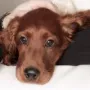 Winston jetzt 3 Monate alt