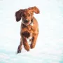 Winston ist flott unterwegs
