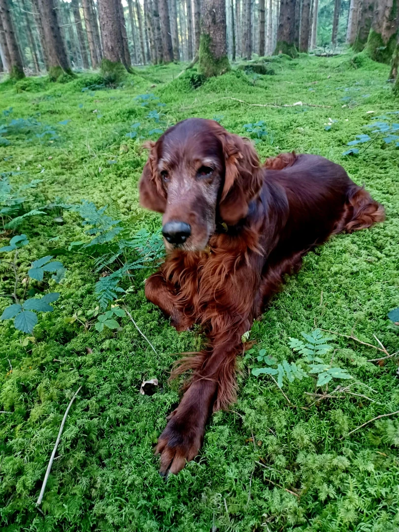 Winner 8 Jahre und etwas ergraut