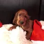 Winner schon in Weihnachtsstimmung