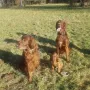 Winner wohnt bei Christine Herzog mit Duke und Pacco Rabanne in München