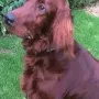 Aber....., Will entwickelt sich zu einem Prachtburschen!!